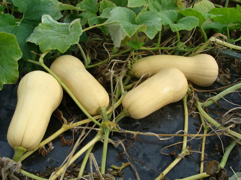 Waltham Butternut Winter Squash Seeds, NON-GMO, Variety Sizes Sold, FREE SHIP