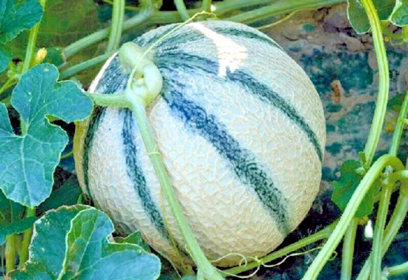 20 Charentais Melon Cantaloupe Seeds NON~GMO Organic Garden French Hybrid Plant