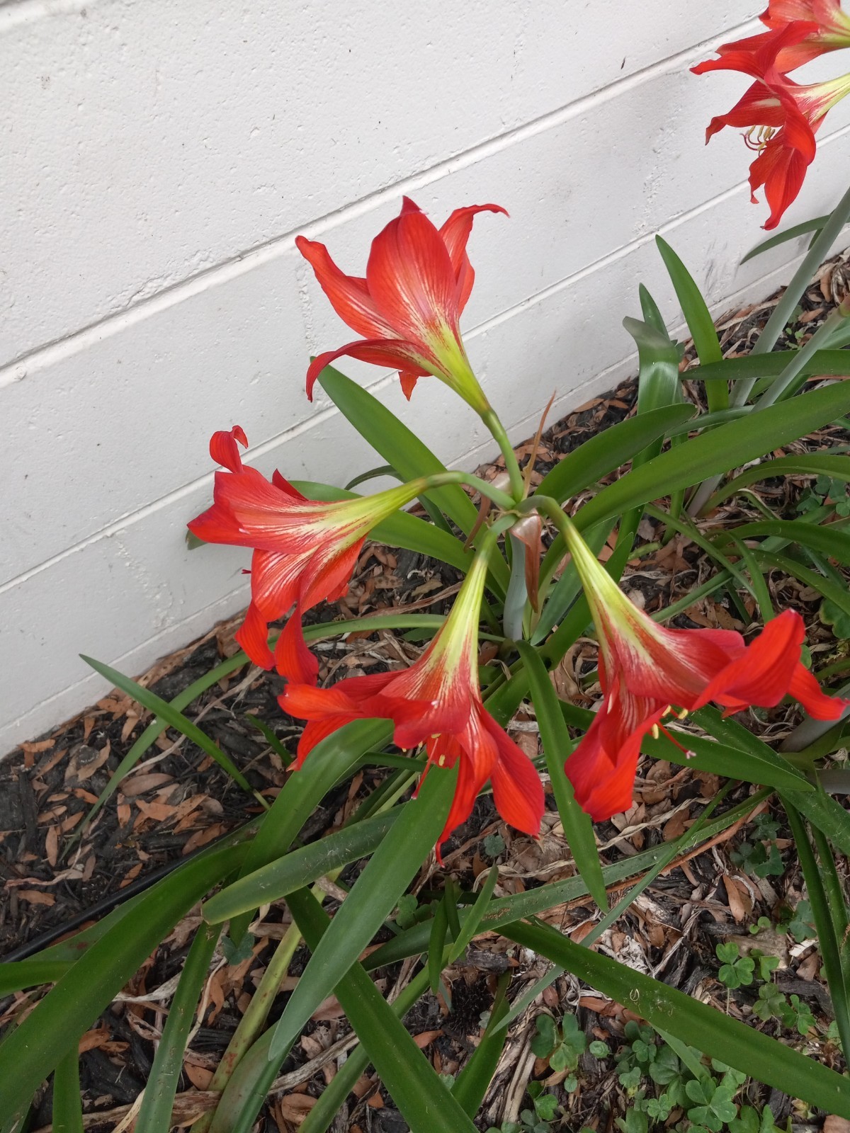 Amaryllis 20+ Seeds Florida Grown FREE SHIPPING