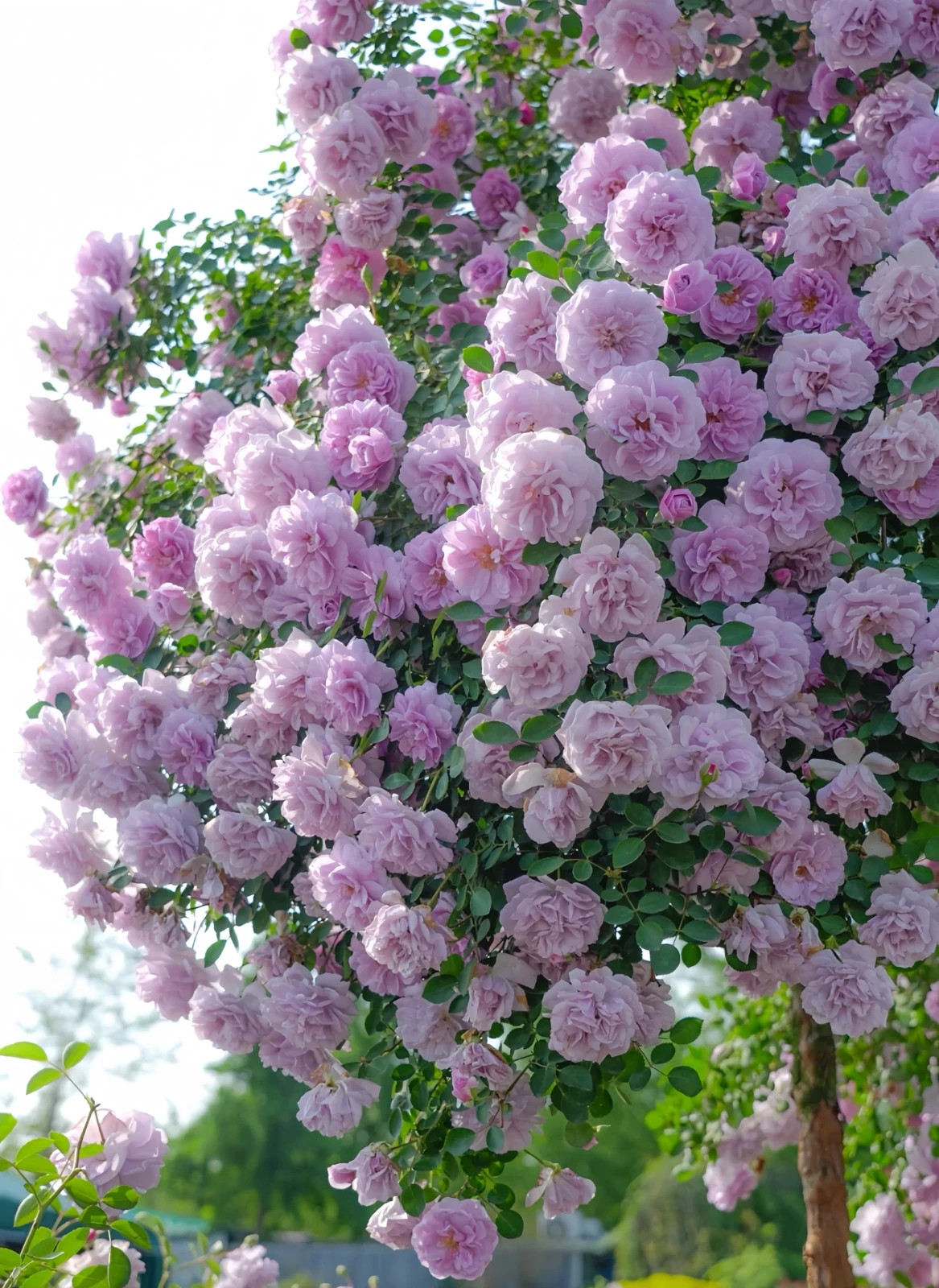 100Pcs Rare Mixed Climbing Rose Seeds Perennial Vine Flower Wall Garden Trellis