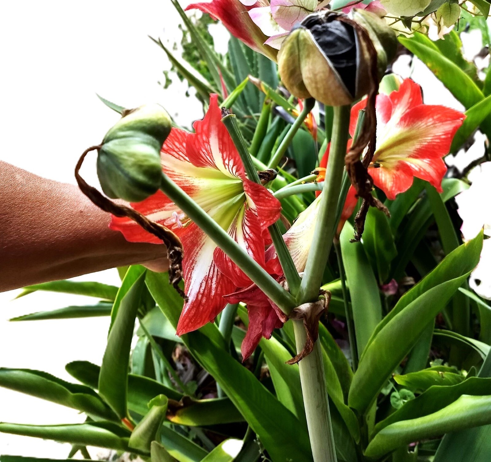 Amaryllis “Samba Seeds 25 Count For Tropical Landscaping.