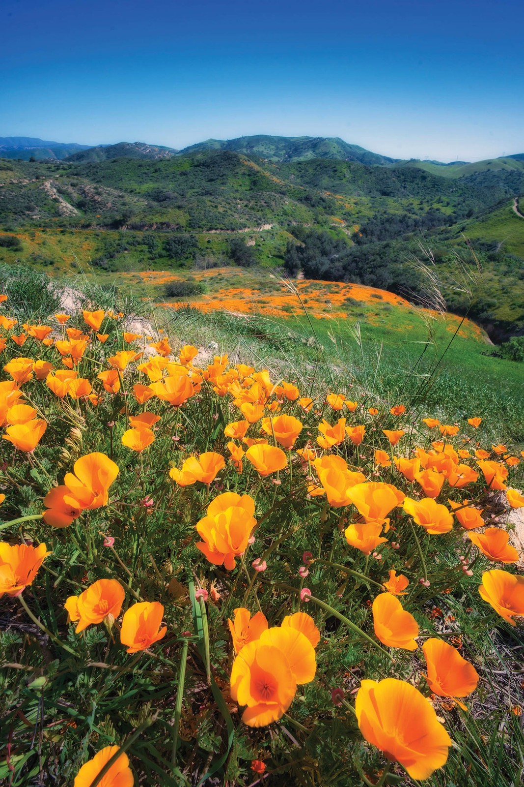 Giant Orange California Poppy Seeds | Sun Gold Poppies Garden Flower Seed 2024