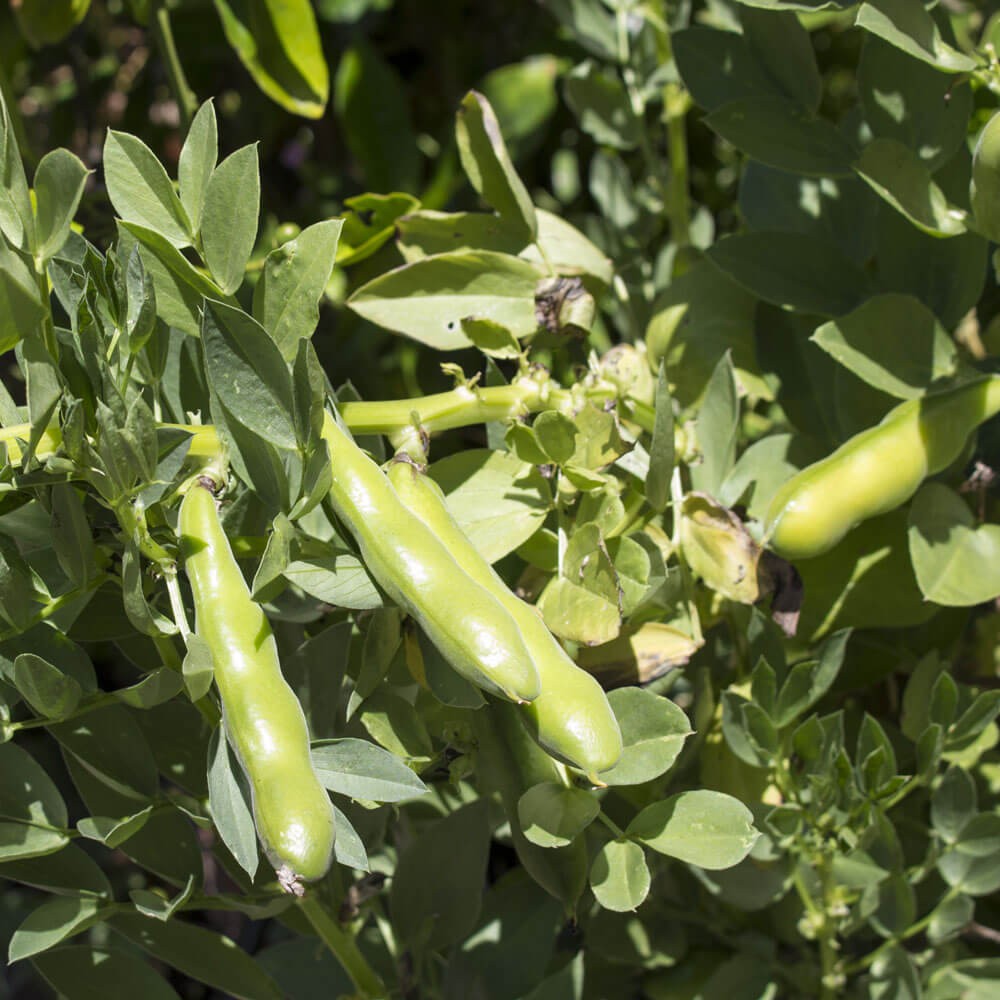 10 LBS Fava Bean Seeds For Cover Crops & Food plots