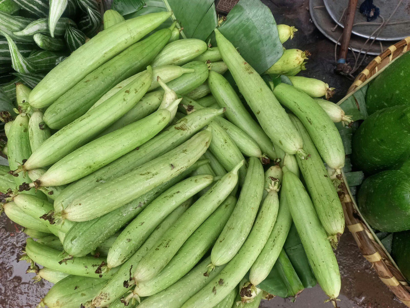 40 Luffa Cylindrica (Loofah) Seeds – Grow Your Own Natural Sponges – 2024 Seeds!