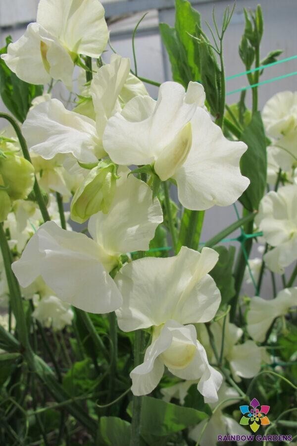 50+ Clotted Cream Sweet Pea Seeds for Garden Planting – USA – FREE SHIPPING!
