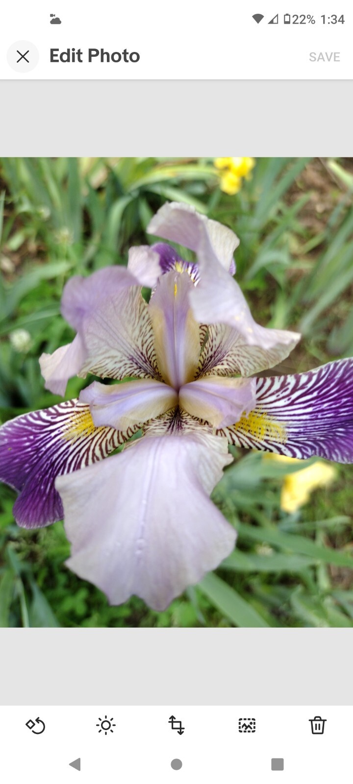 30x Fresh Bearded Iris Rhizomes Mixed Varieties