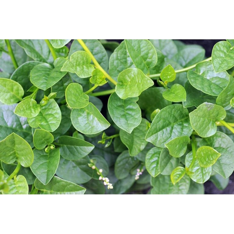 Green Malabar Spinach Seeds Hat Giong Rau Mong Toi Xanh Mồng Tơi 200 Seeds