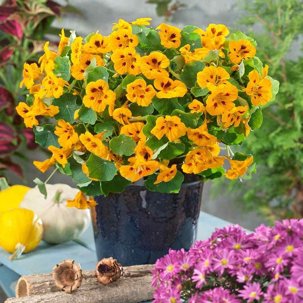 Tom Thumb Ladybird Nasturtium Seeds 200 Pcs for Vibrant Garden Blooms