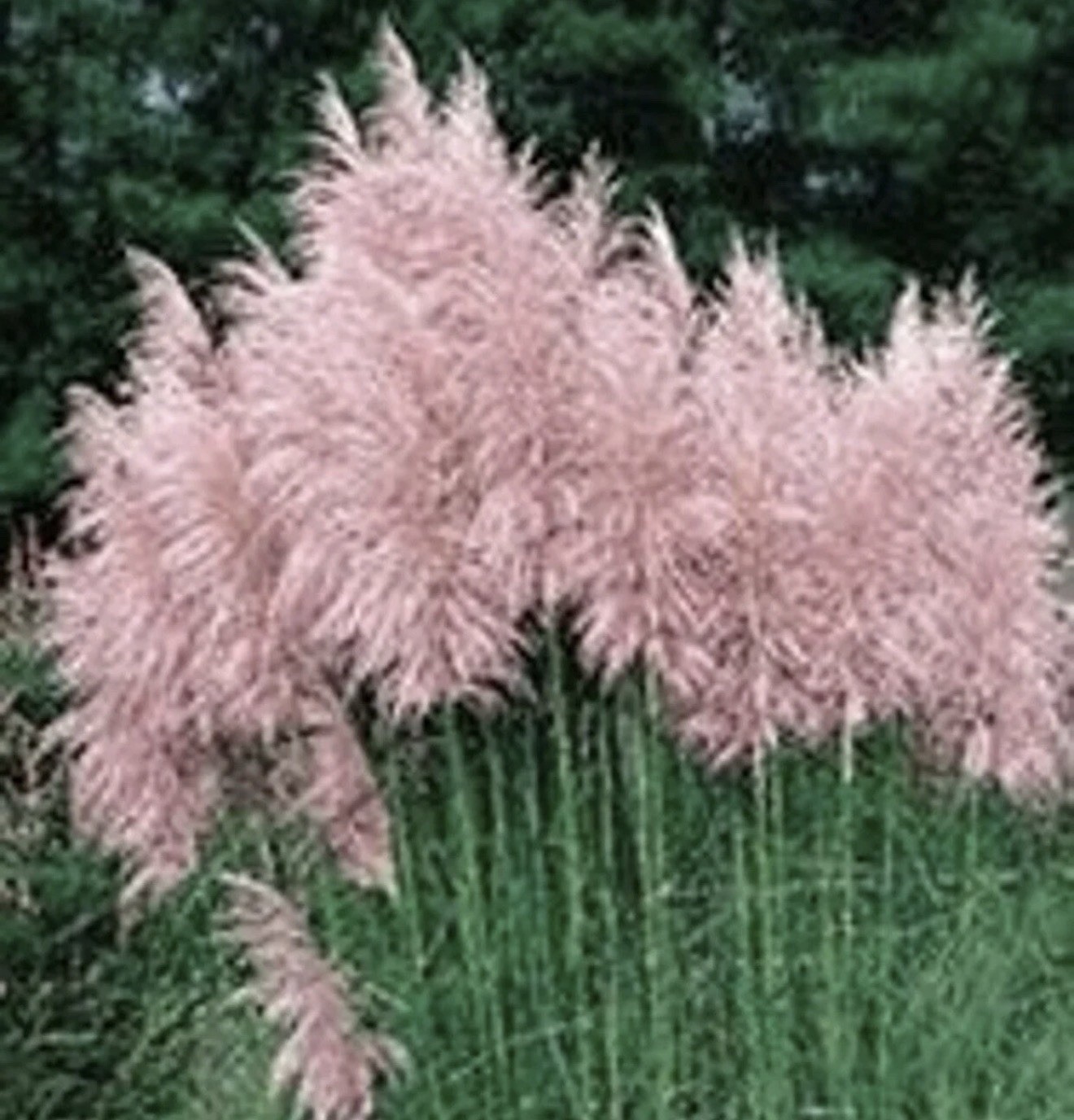 Pink Pampas Grass 2 Pack 10″ Tall Perennial Accent Plant in 1 Qt Pot