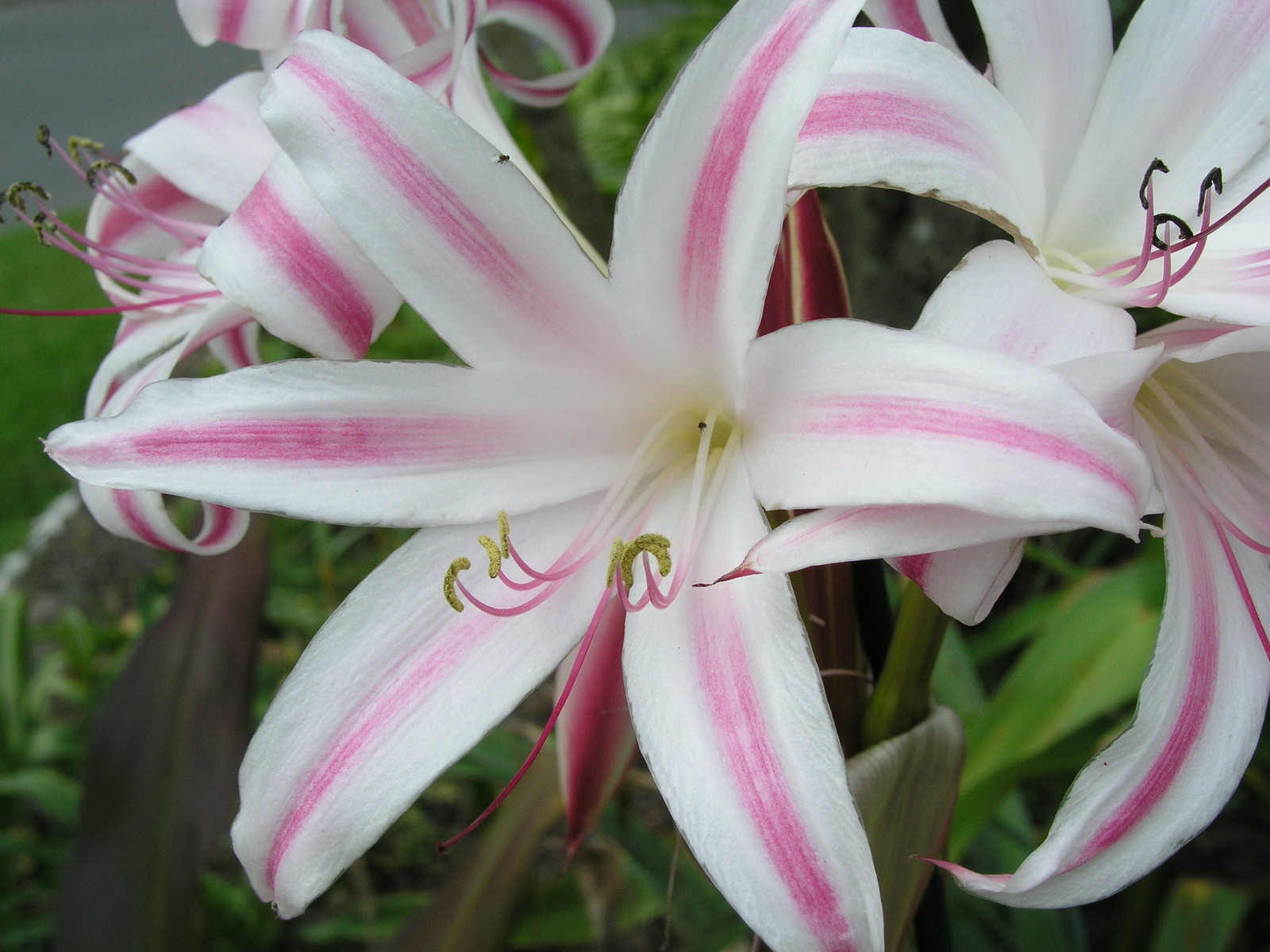 Crinum Lily, GRAB BAG, 20 bulbs, 6 types – 50% off