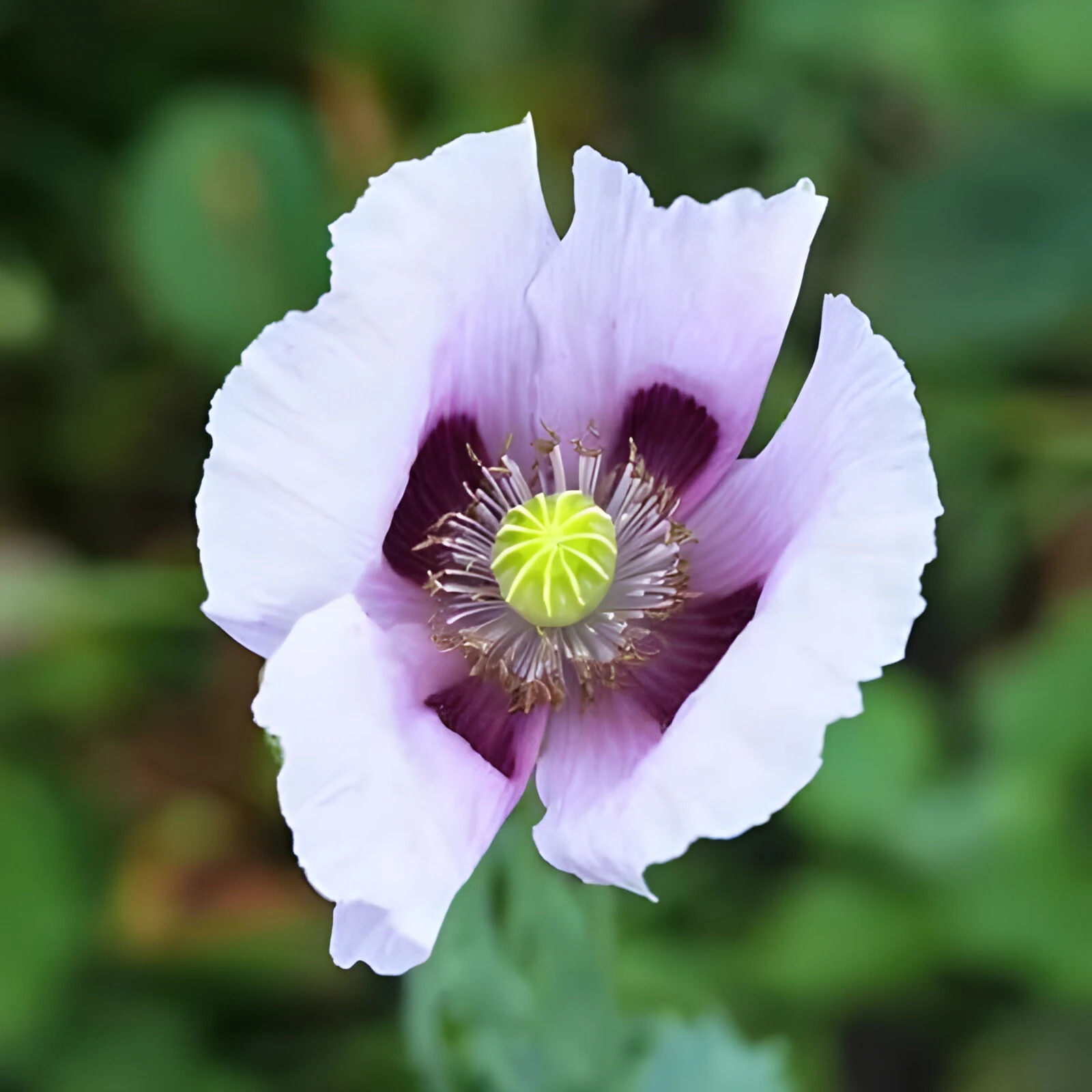 1,500 Blue Moon Poppy Seeds – P. Somniferum – Off White Blooms With Purple Eyes