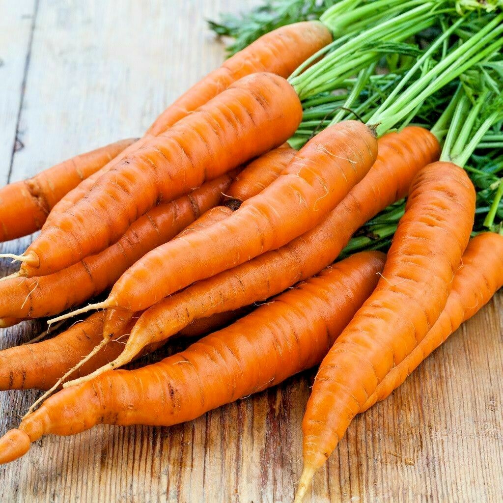 401+DANVERS CARROT Seeds Organic Heirloom Vegetable Garden Container Heavy Soils