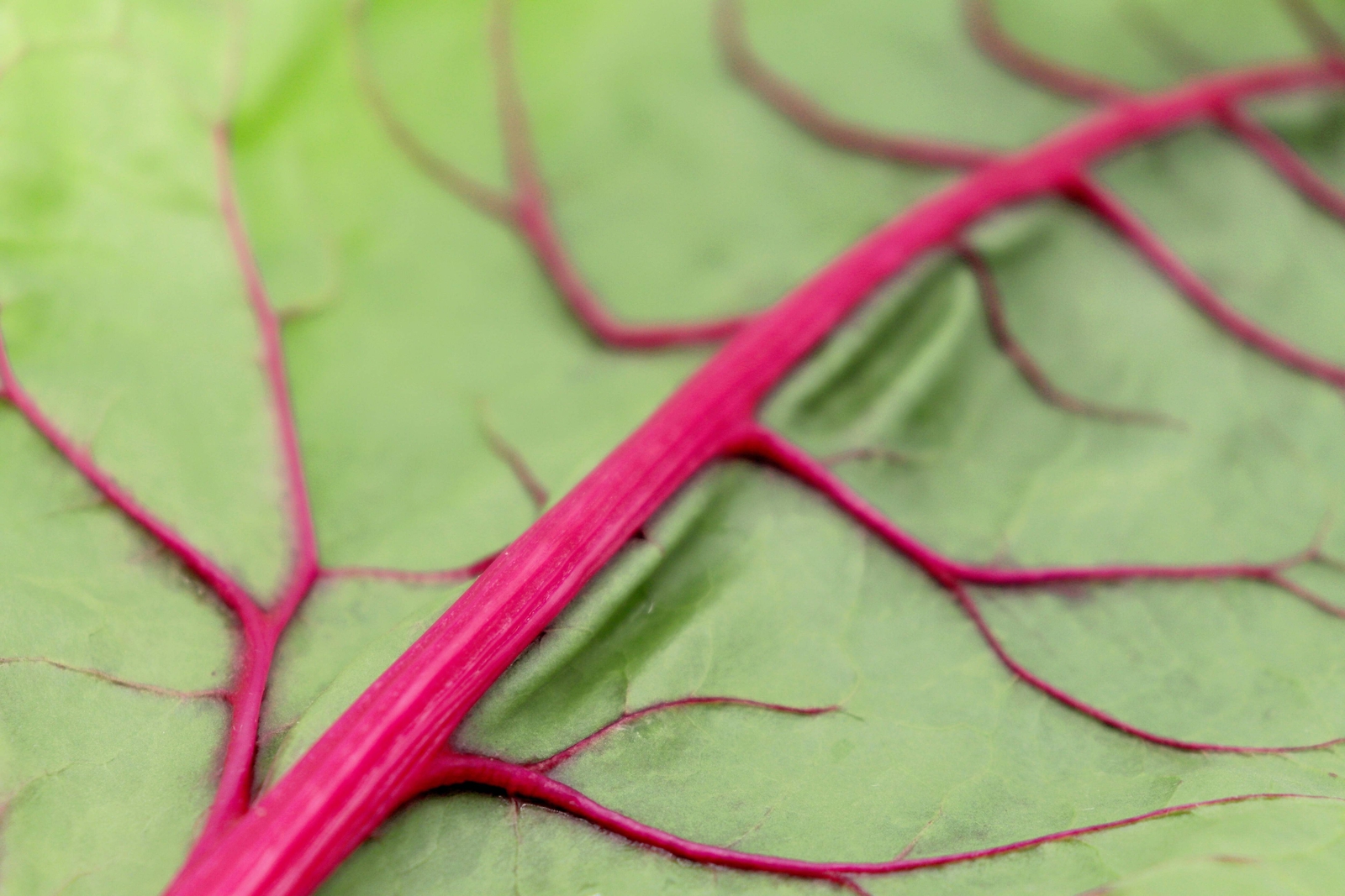 40 PINK LIPSTICK SWISS CHARD Vegetable Seeds Perpetual Spinach Beta Vulgaris
