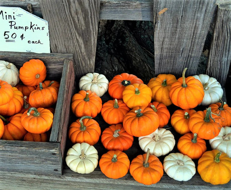 Mini Mix Pumpkin Seeds | White and Orange Untreated Baby Boo Little Seed 2023