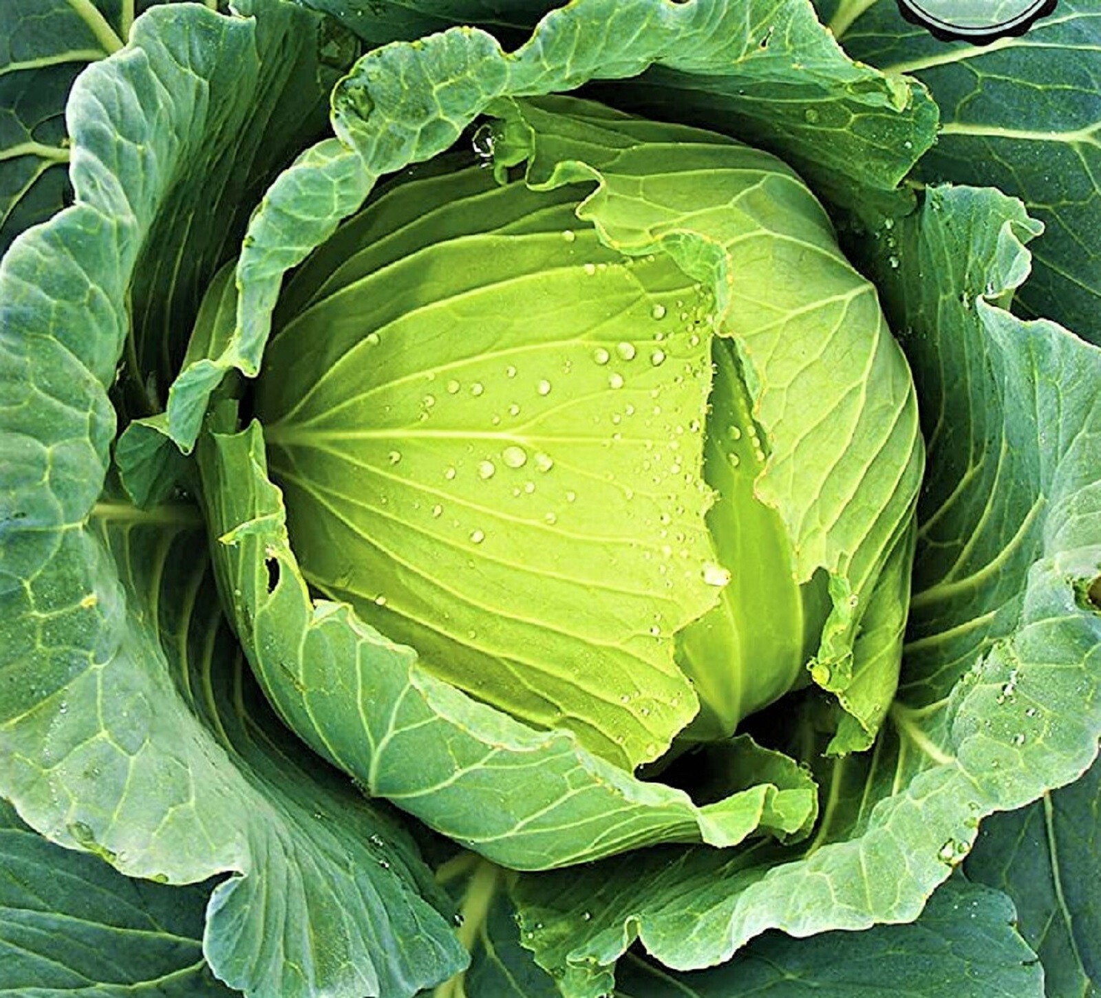 Golden Acre Cabbage Seeds 300+ Seeds NON-GMO–BUY 4 ITEMS FREE SHIPPING