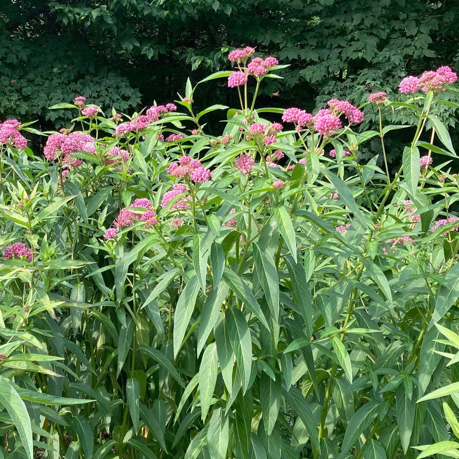 Rose Milkweed Seeds (Asclepias incarnata) ~Native Wildflower Pollinator Garden