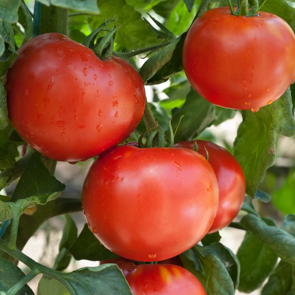 Wisconsin 55 Tomato Seeds, Heirloom, NON-GMO, Short Season Tomato, FREE SHIPPING