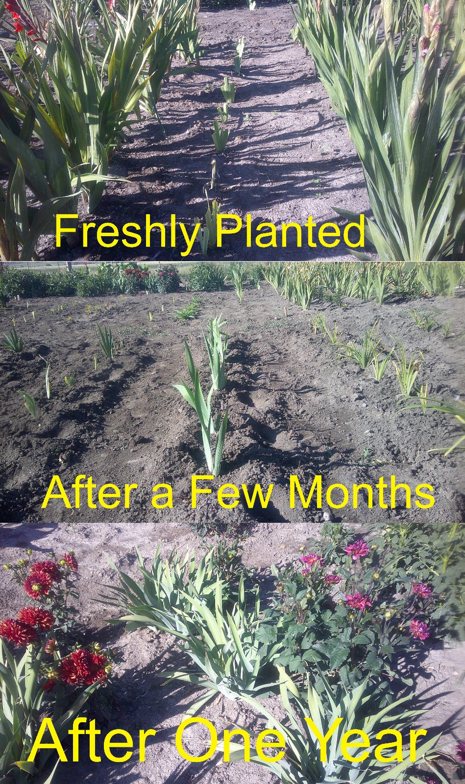 Tall Bearded Iris Reblooming Ozark Rebounder Freshly Dug 1 starter plant