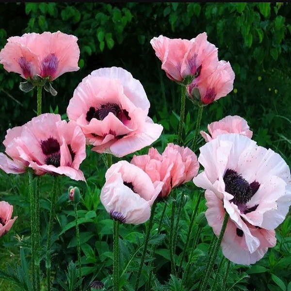 Mixed Colors Oriental Poppy Seeds For Planting Stratified Perennial Fresh Seeds