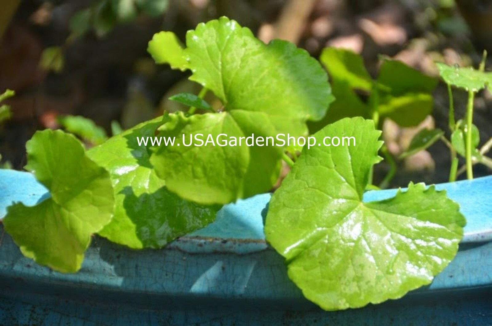 Rau Má Pennywort Gotu Kola Centella Asiatica Ji Xue Cao Bua BoK herbal 3x Plant