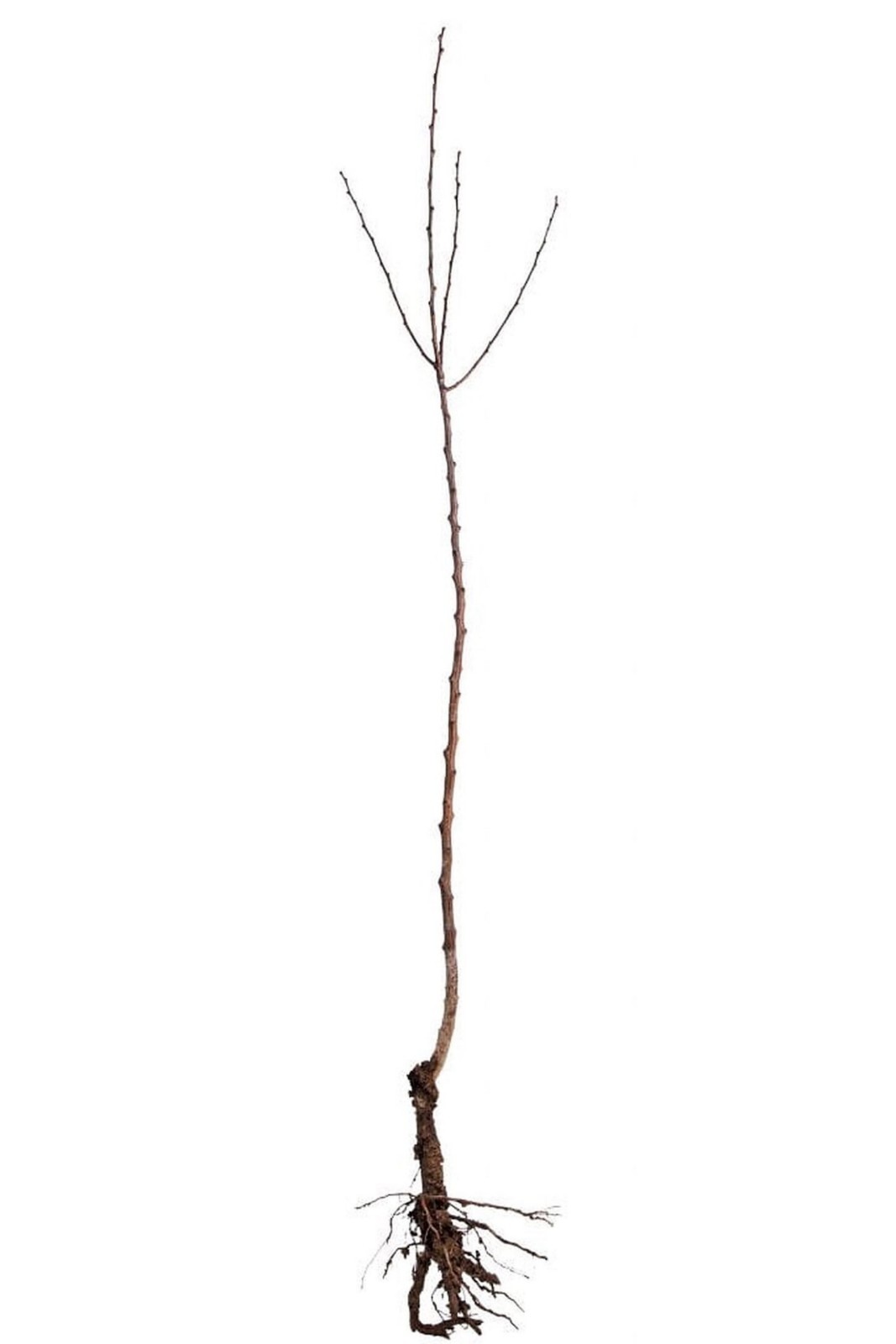 Red Fuji apple tree grafted 5x5x12 inches pot size 1 year old