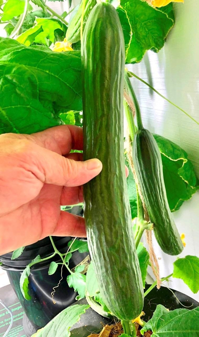 Burpless Cucumber Seeds – Improved English Telegraph – 30+ Count – for Fresh