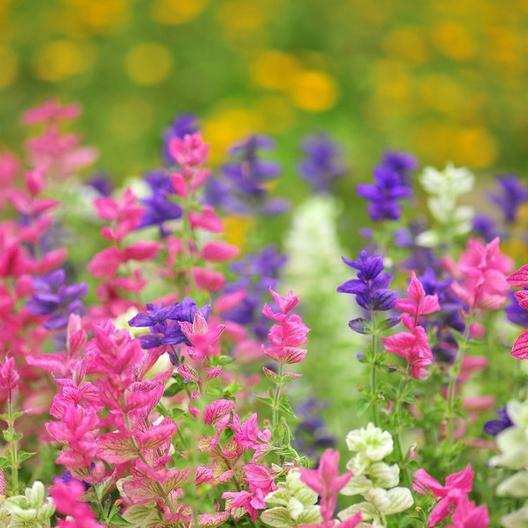 Clary Sage TRICOLOR MIX Salvia Painted Sage Native Wildflower Non-GMO 200 Seeds