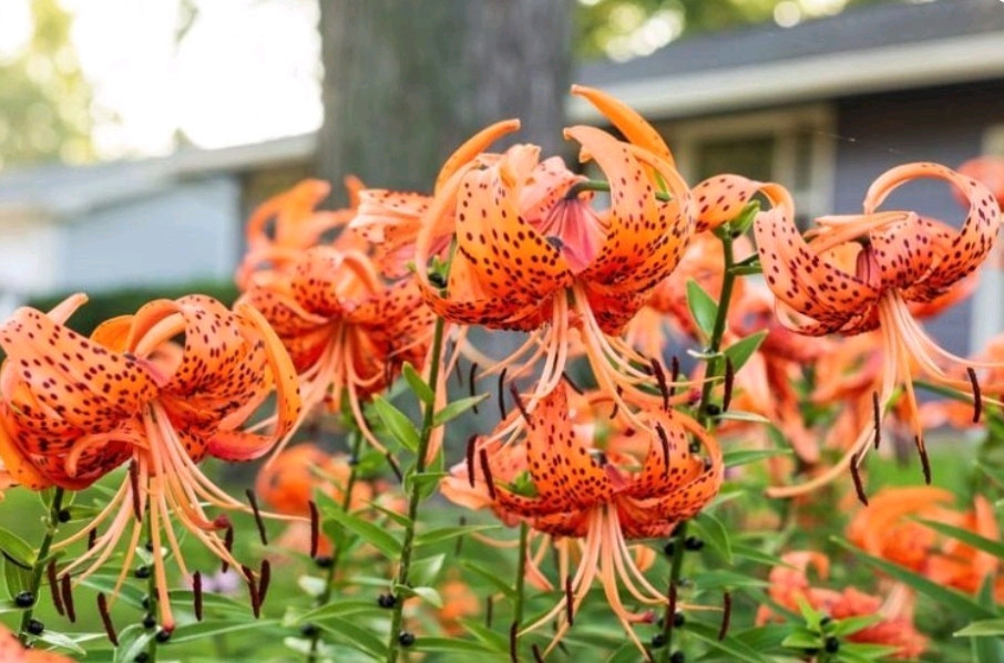 Lily Flower Bulbs Tiger Lilies 3 Large Orange Black Florist Flowers Spring Plant