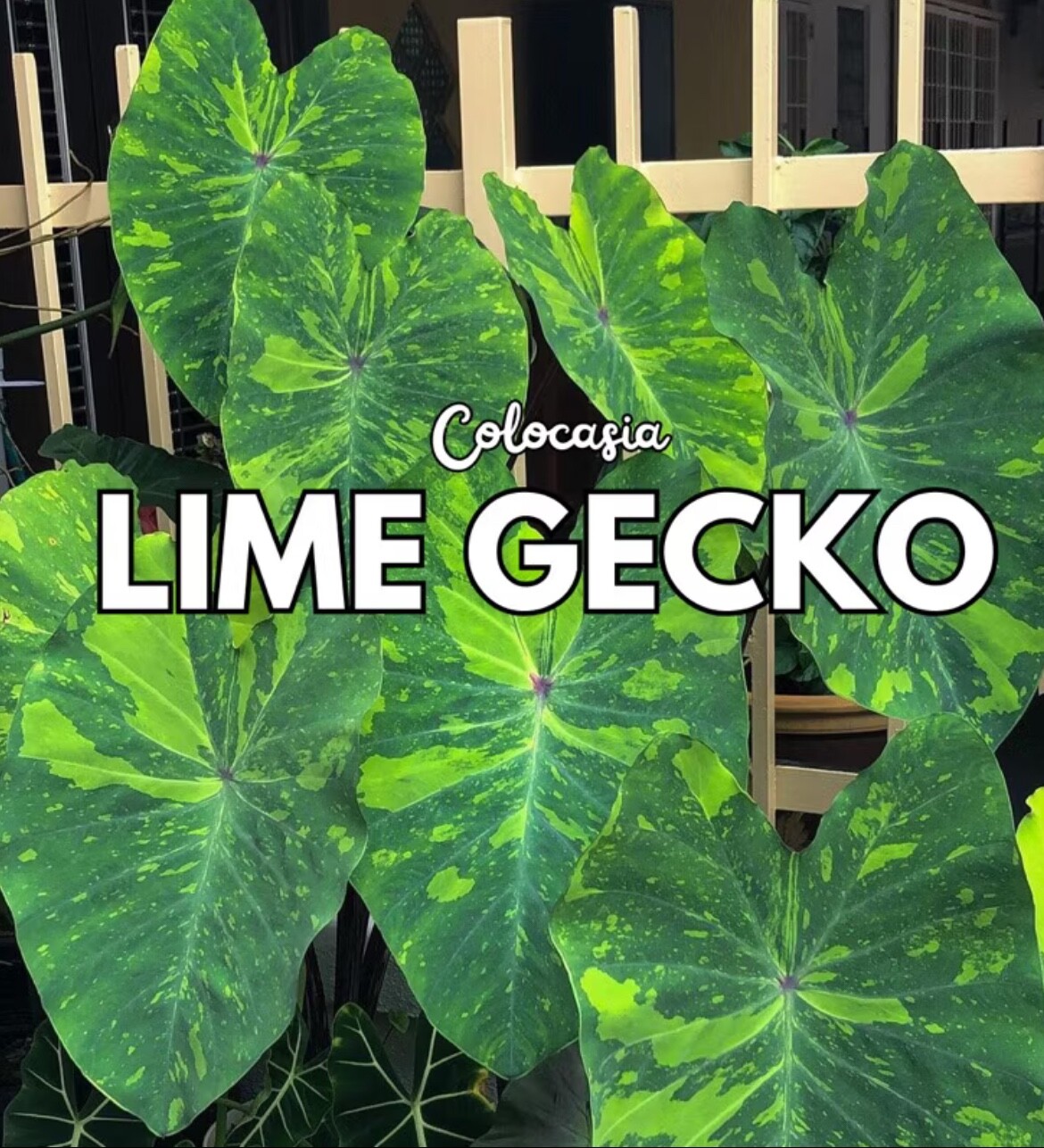 AUTHENTIC Colocasia Lime Geco 1 bulbs
