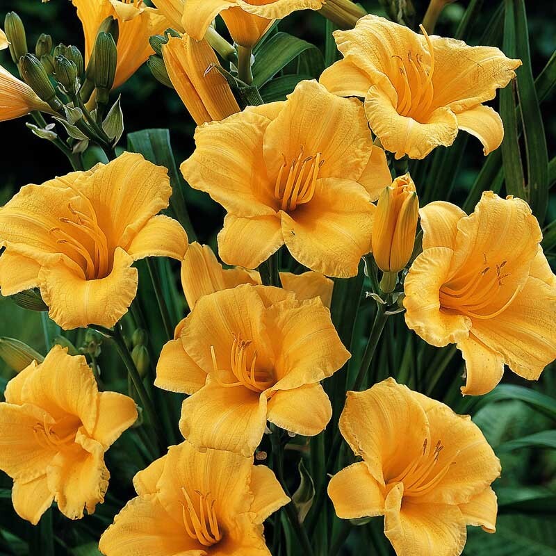 30 GOLDEN YELLOW STELLA DE ORO DWARF REBLOOMING DAYLILY SEEDS
