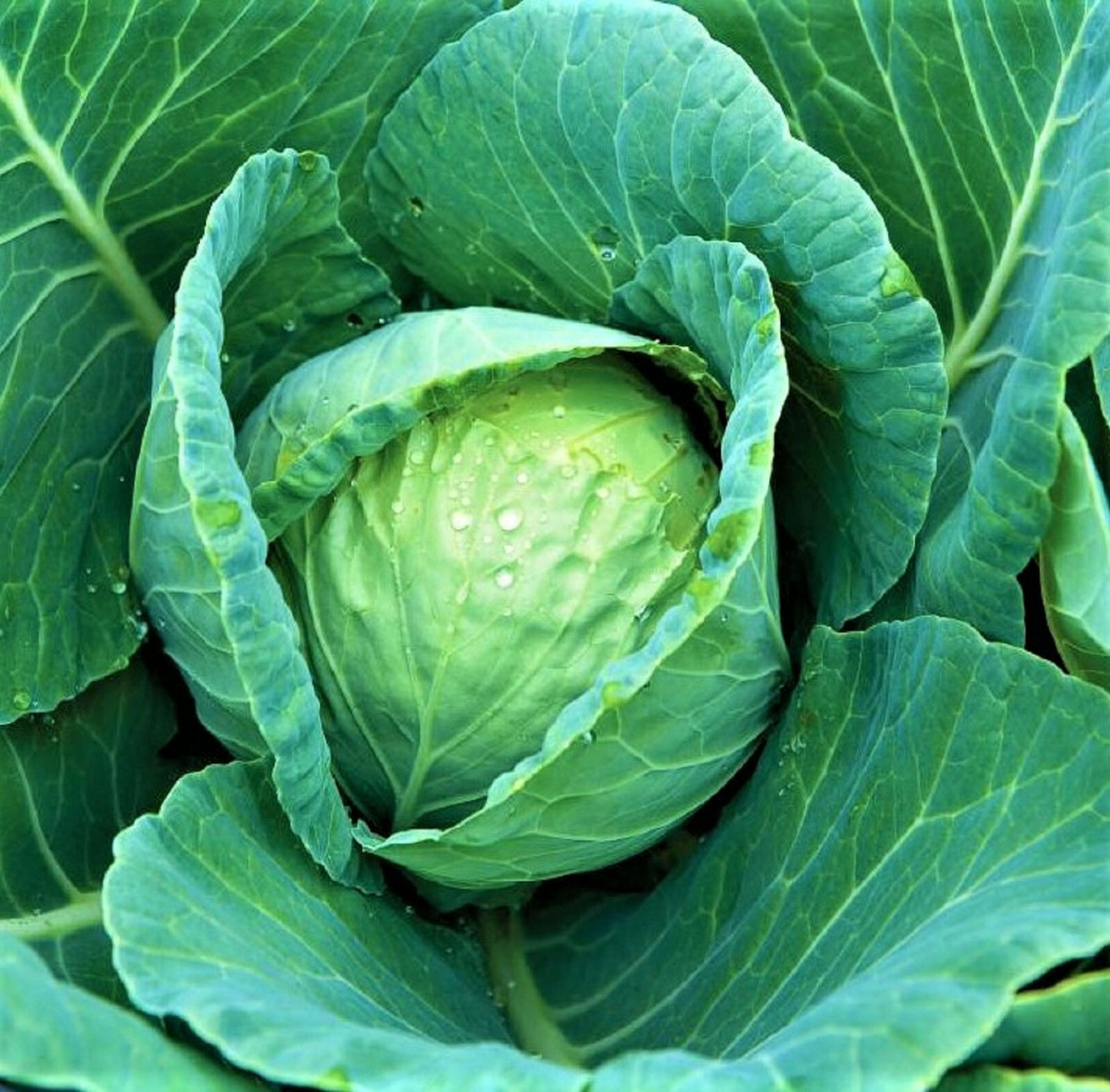All Seasons Cabbage Seeds 300+ Seeds NON-GMO–BUY 4 ITEMS FREE SHIPPING