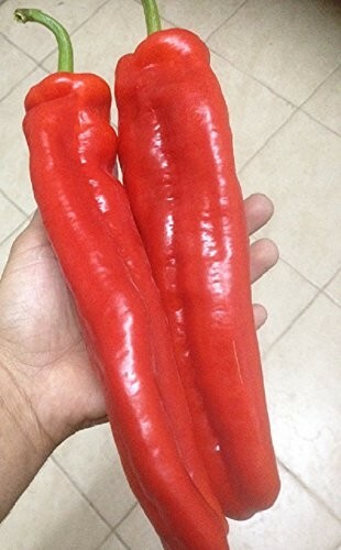 15 Giant Red Marconi Sweet Pepper Seeds  from Italy 8-10in Large Heirloom 