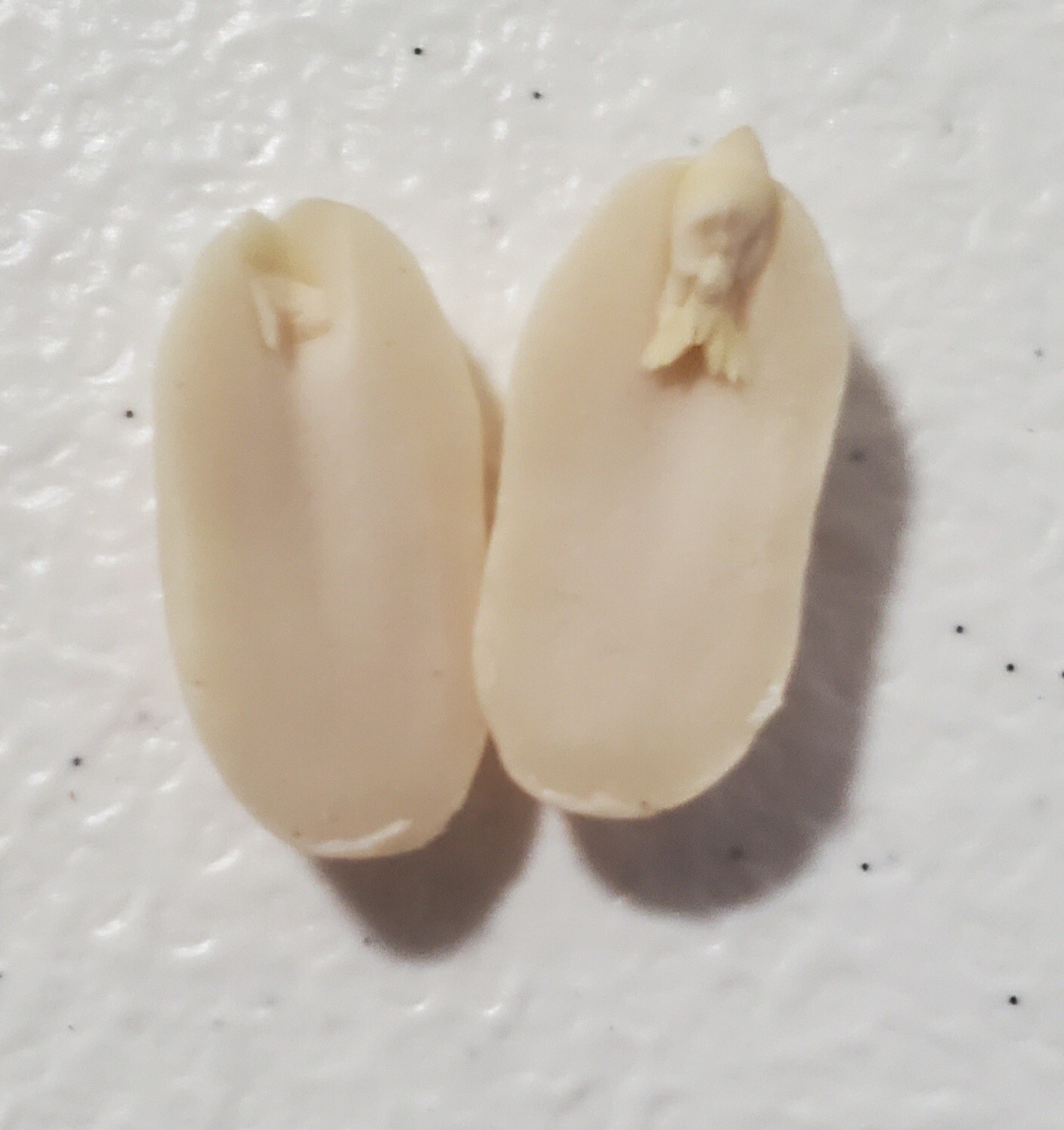 1 Lb In Shell (300 when shelled) Virginia Jumbo Peanut Seeds Heirloom Non GMO