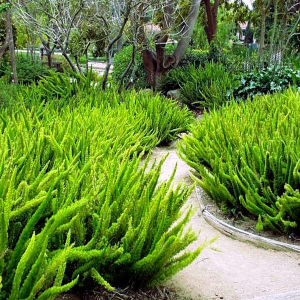 100 ASPARAGUS FOXTAIL FERN Seeds Myers Houseplant Tropical Flower Garden RARE!