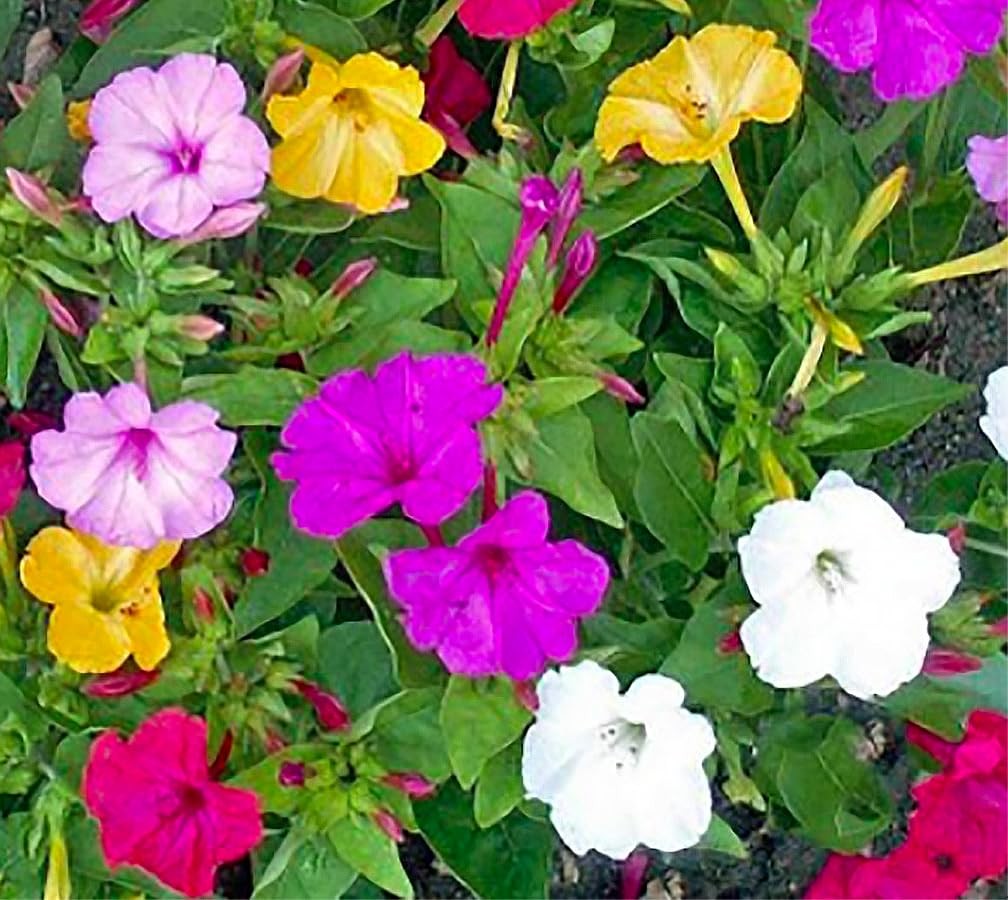 80 Mixed Four O’Clock Seeds – Tender Perennial That Reseeds Easily