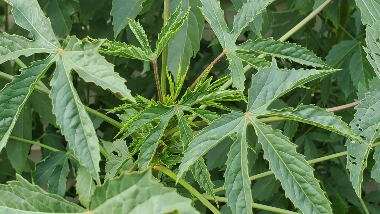 Gongura Green Stem/Indianan sorrel/Pulichakeerai/Ambaadi 100% Organic 50+ Seeds