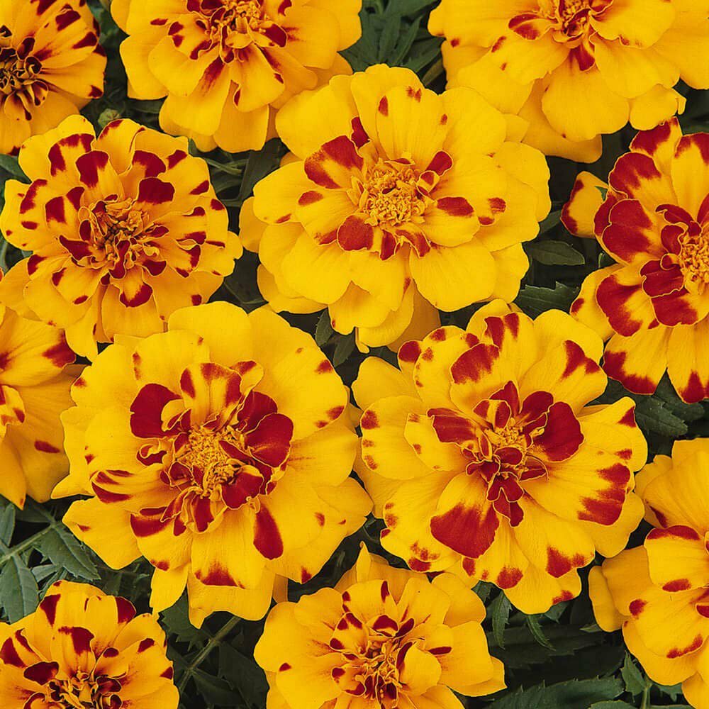 French Marigold BOLERO Mix FIERY COLORS Dwarf Beneficial Plant Non-GMO 100 Seeds
