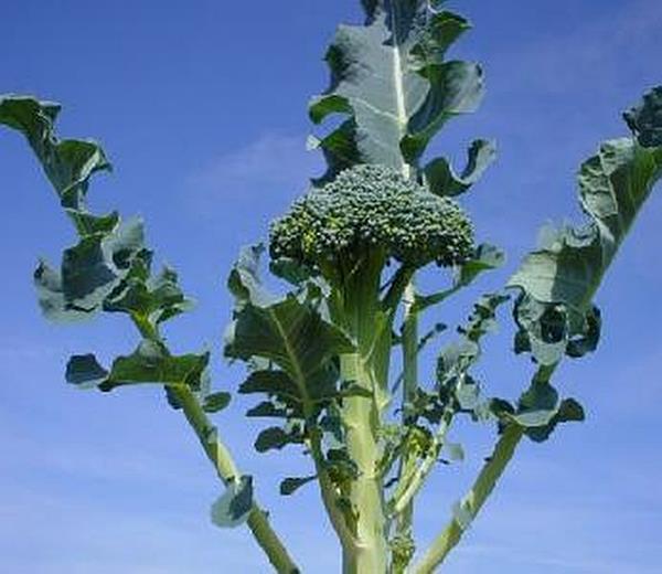 Broccoli Waltham 29 Vegetable Seeds