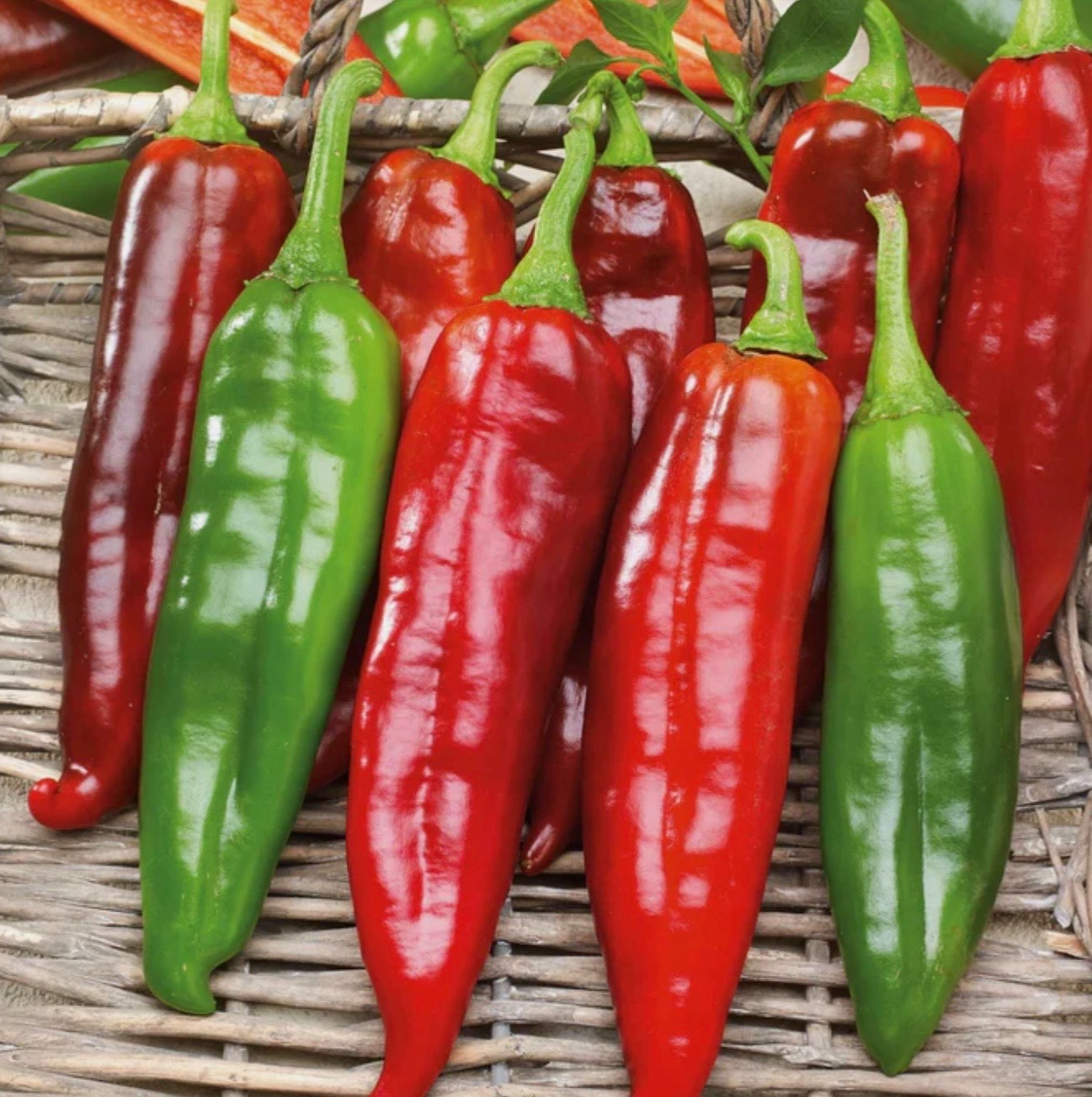 25+ NuMex Big Jim Hatch Chili Seeds, Non-GMO Heirloom, 12” Pepper, 2026 USA
