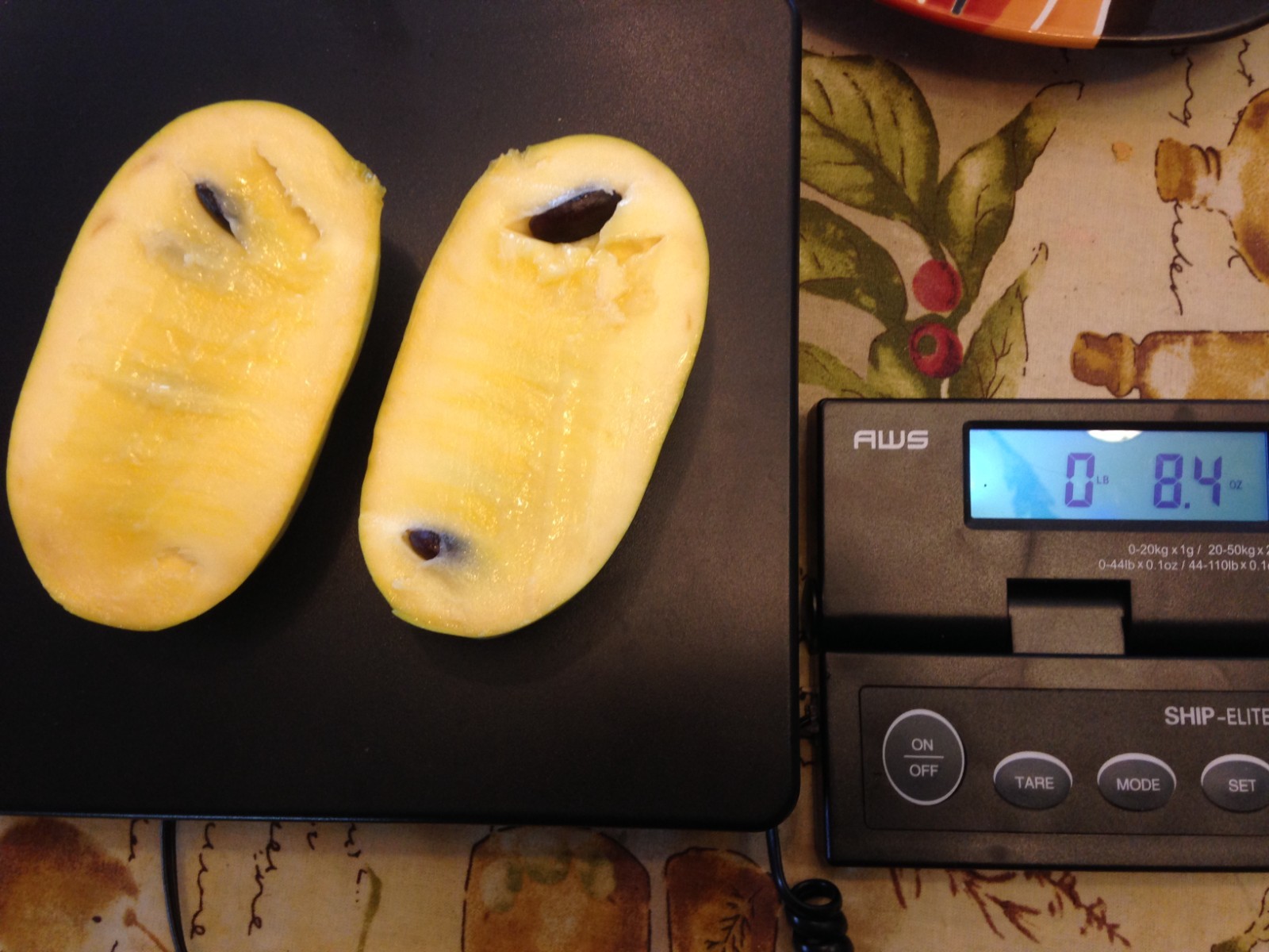 Cold stratified Pawpaw Seed(s)/seedling(s) Tree Asimina Triloba – ready to plant