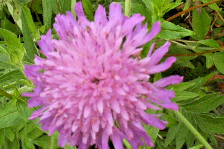 KNAUTIA, MIXED COLORS 100 SEEDS, RED, PINK, LAVENDER, PERENNIAL *EZ TO GROW*
