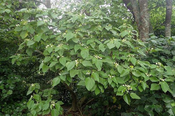 Entelea arborescens | Whau | New Zealand Mulberry | Corkwood | 10 Seeds