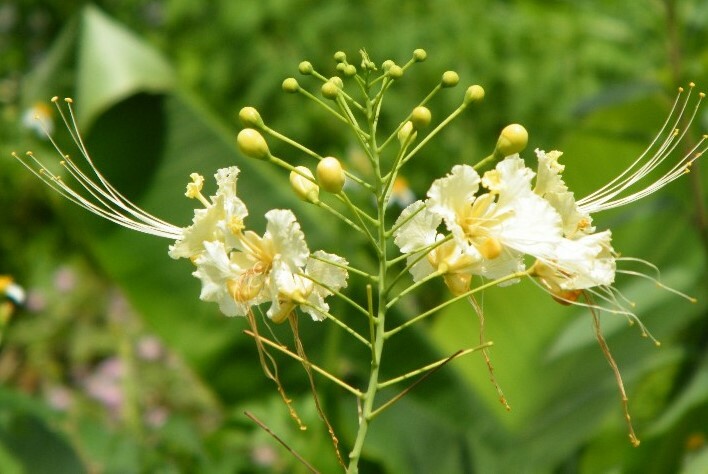 Caesalpinia Pulcherrima White 7 Seeds, Mexican Bird Of Paradise Small Shrub Tree