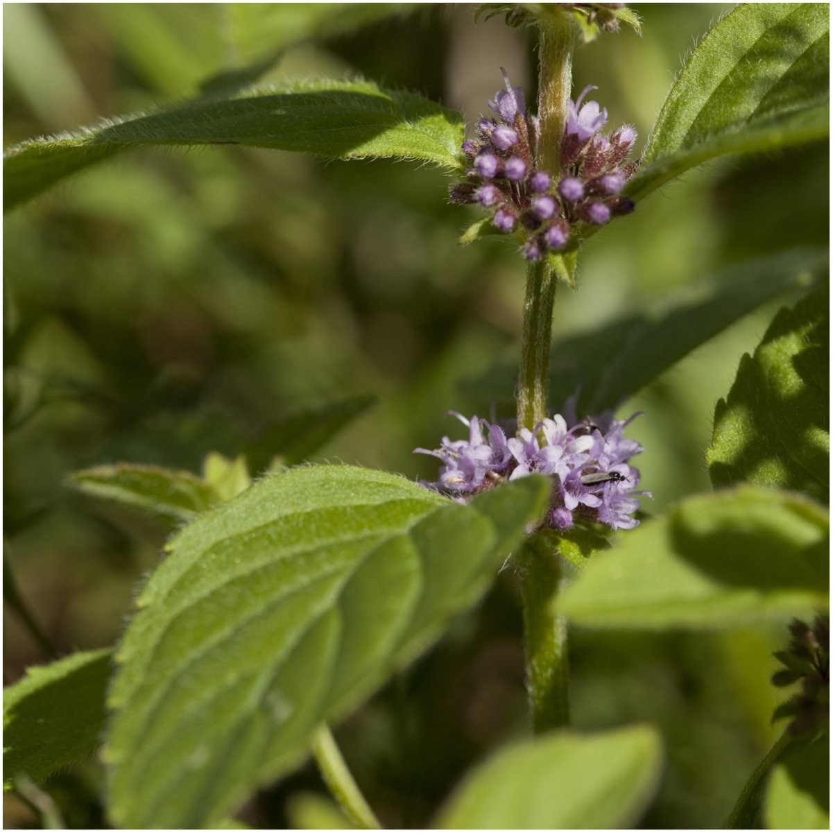 , Pennyroyal Mint Seeds – 1,000 Heirloom Seeds for Planting Mentha pulegium -…