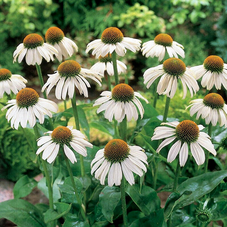 40 Seeds White Swan Coneflowers Echinacea Purpurea Alba~Beautifully Fragranced !