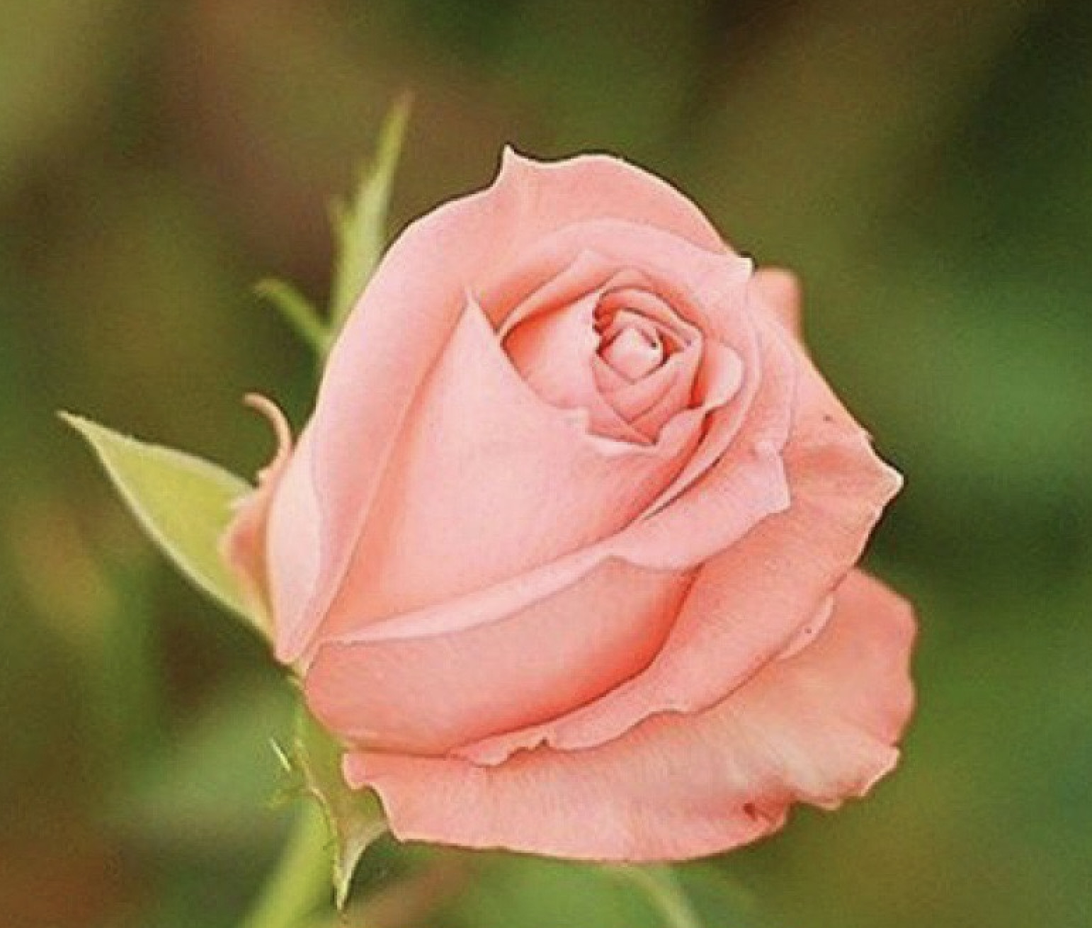 25pc CLASSIC ROSE SEEDS Garden plant Flower rare exotic USA seller FREE shipping