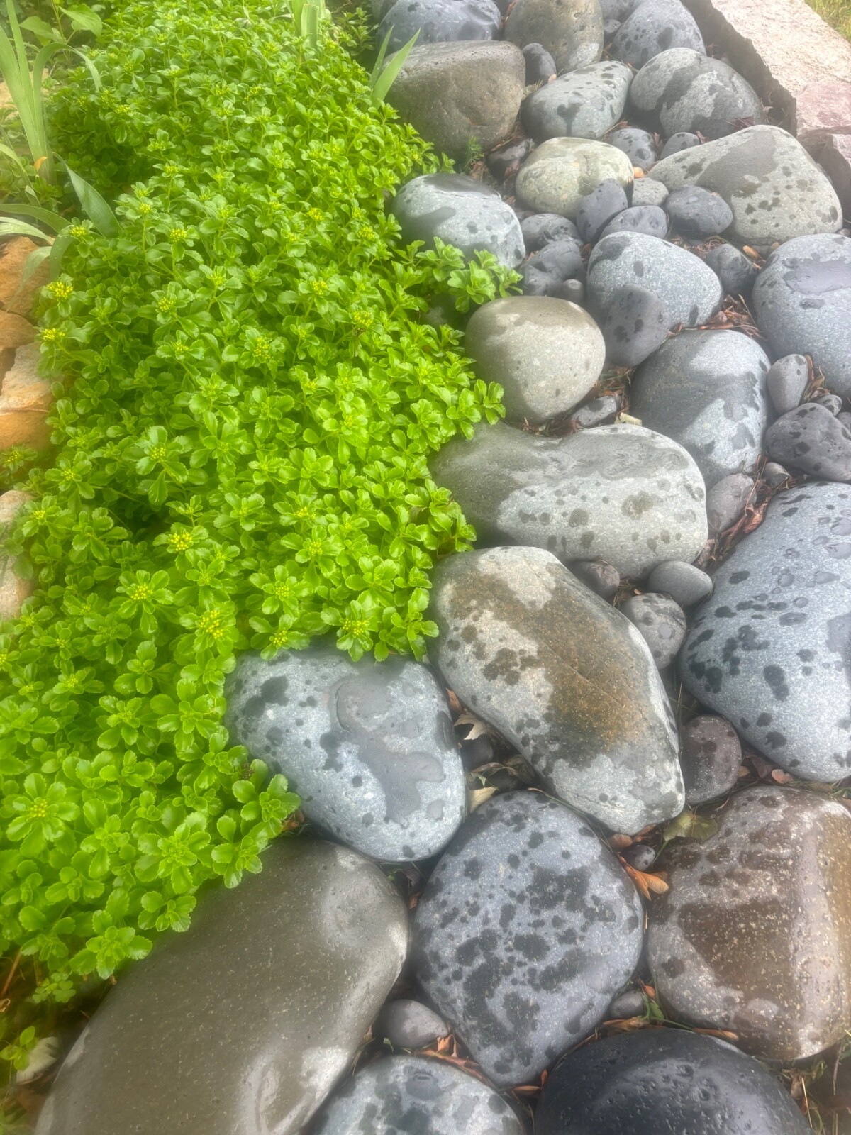 Sedum Kamtschaticum Sedum kamtschaticum Landscape – 20 plants