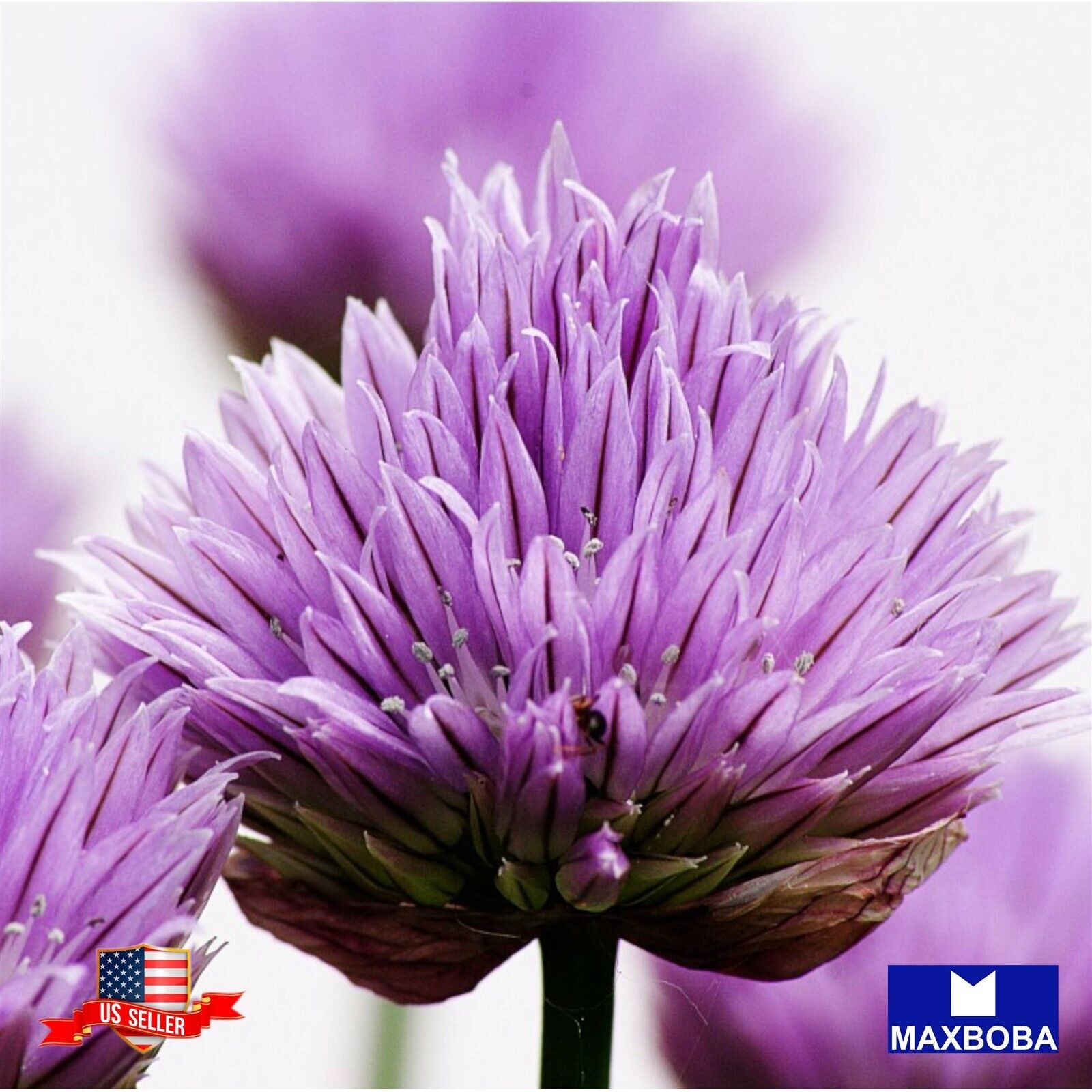 450 Chives Seeds Non-GMO Heirloom