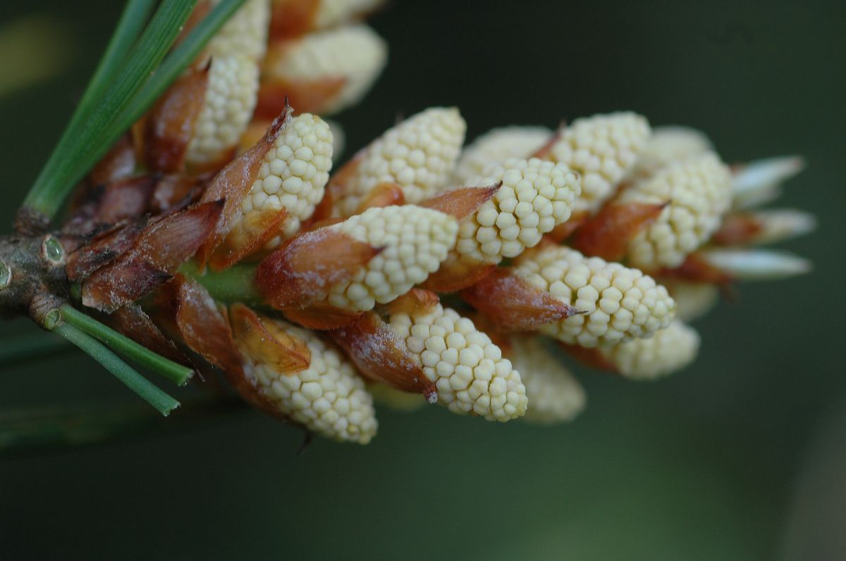Lacebark Pine, Pinus bungeana, Tree Seeds (Showy Hardy Evergreen, Bonsai)