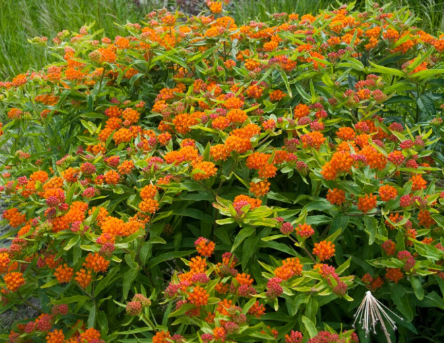Set 2 Orange Milkweed Live Starter Plant – 3-8″ Tall – Monarch Butterfly Attract